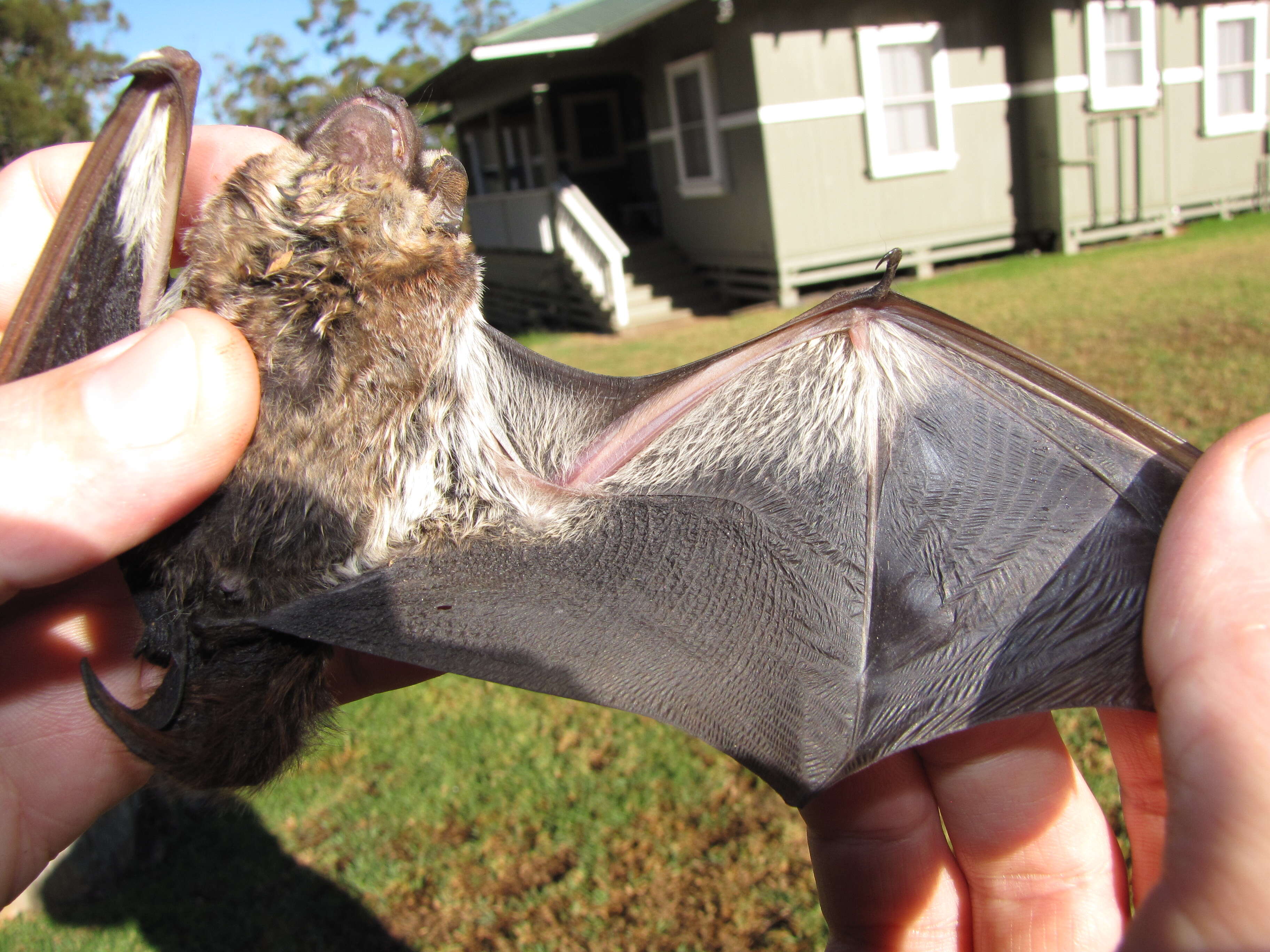 Image of Hawaiian Hoary Bat