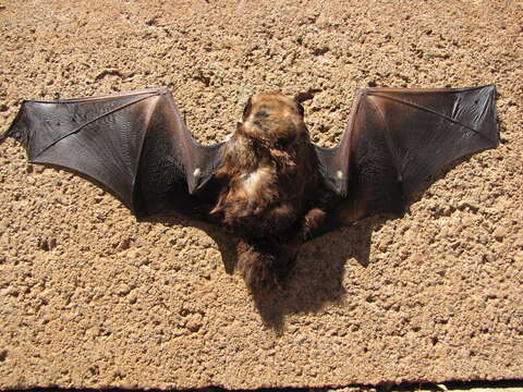 Image of Hawaiian Hoary Bat