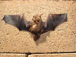 Image of Hawaiian Hoary Bat