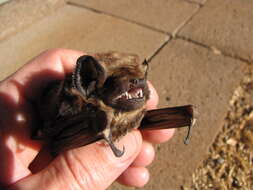 Image of Hawaiian Hoary Bat