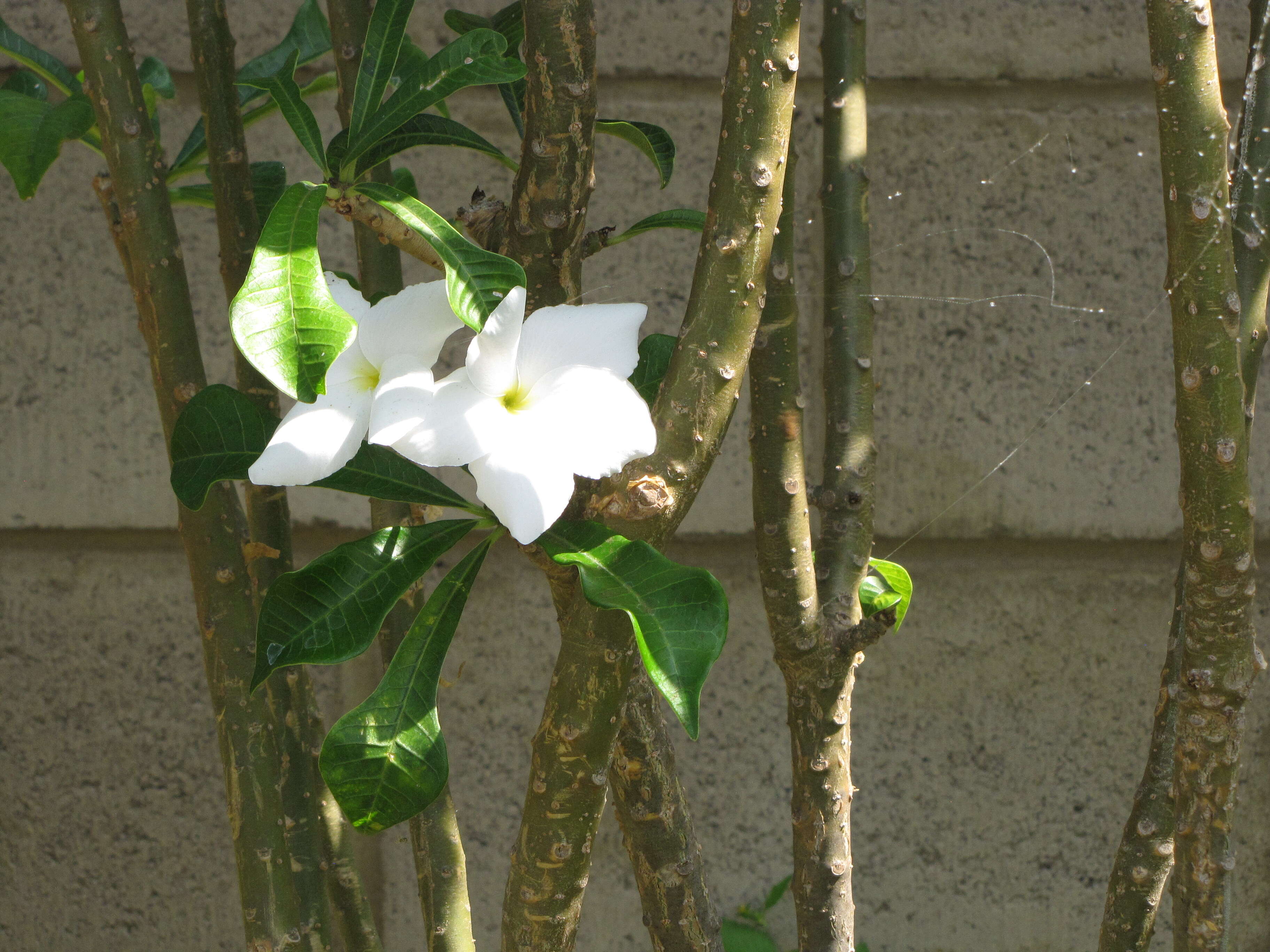 Image of bridal boquet