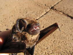 Image of Hawaiian Hoary Bat