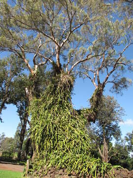 Image of lemonscented gum