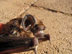 Image of Hawaiian Hoary Bat