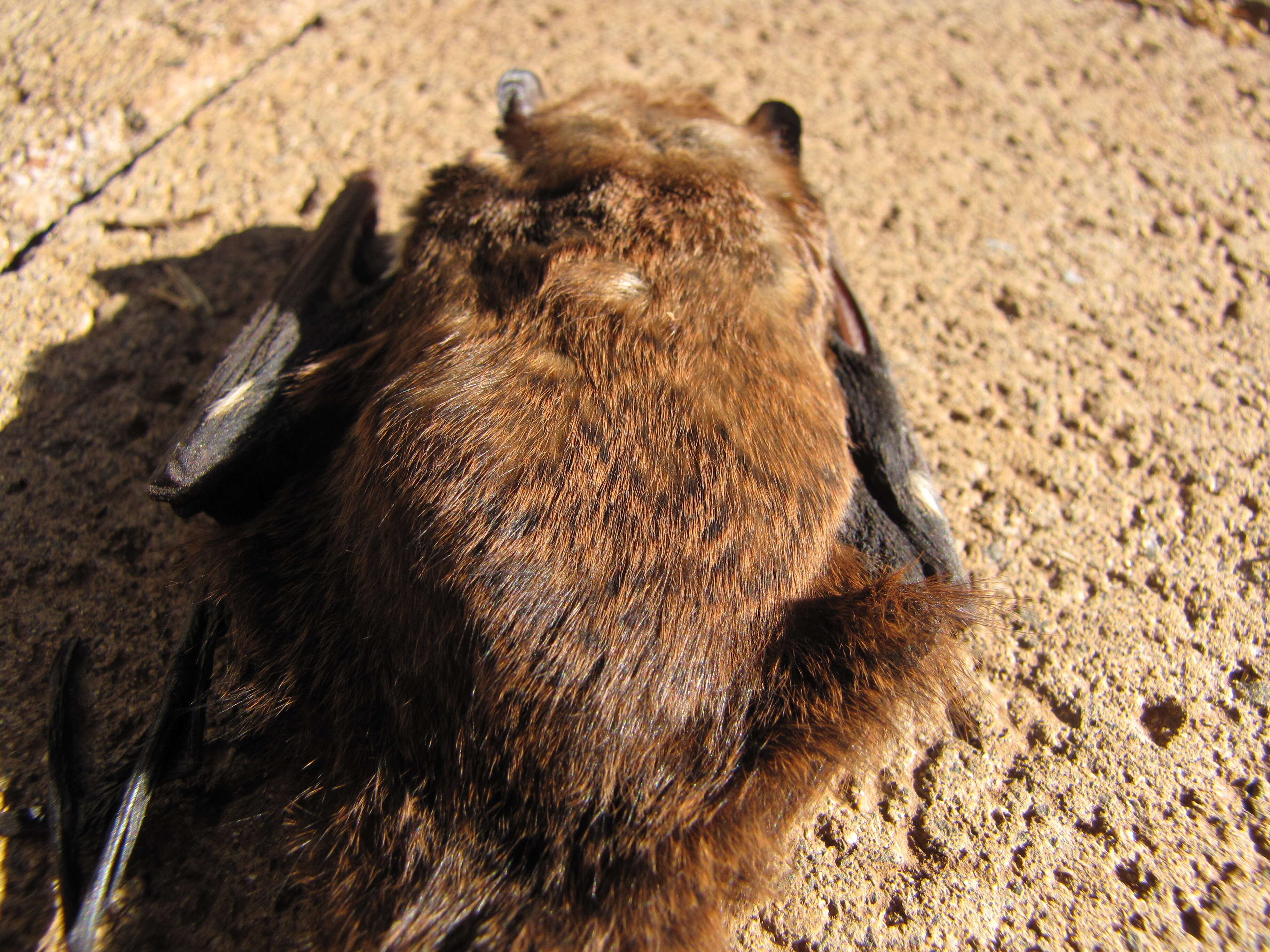 Image of Hawaiian Hoary Bat