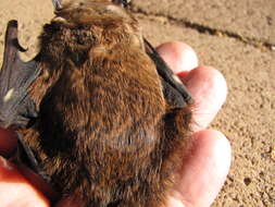 Image of Hawaiian Hoary Bat