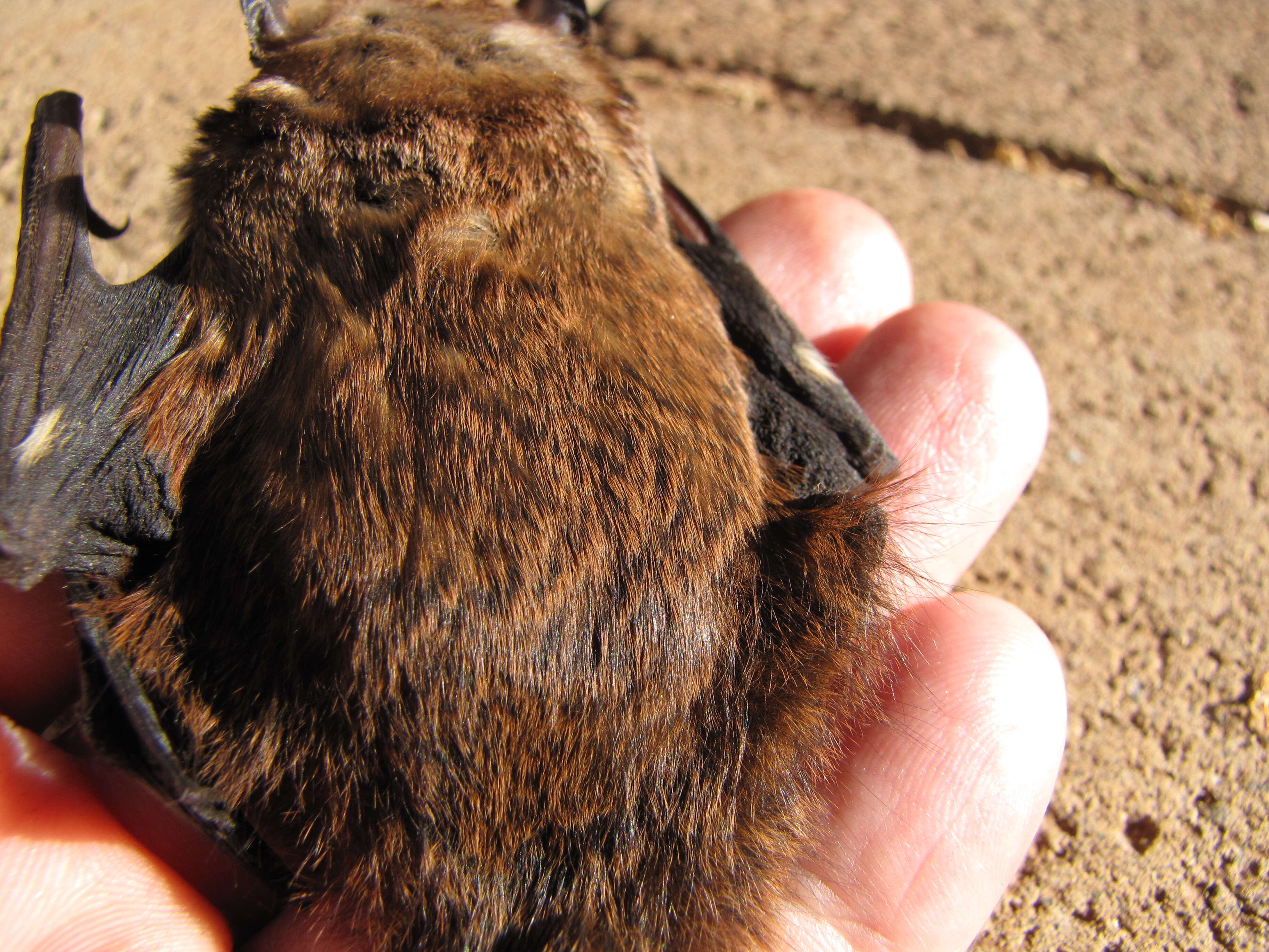 Image of Hawaiian Hoary Bat