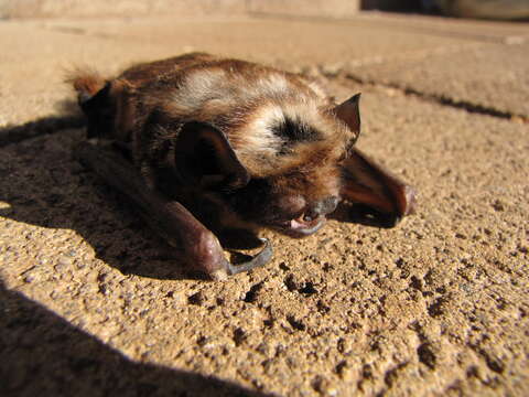 Image of Hawaiian Hoary Bat