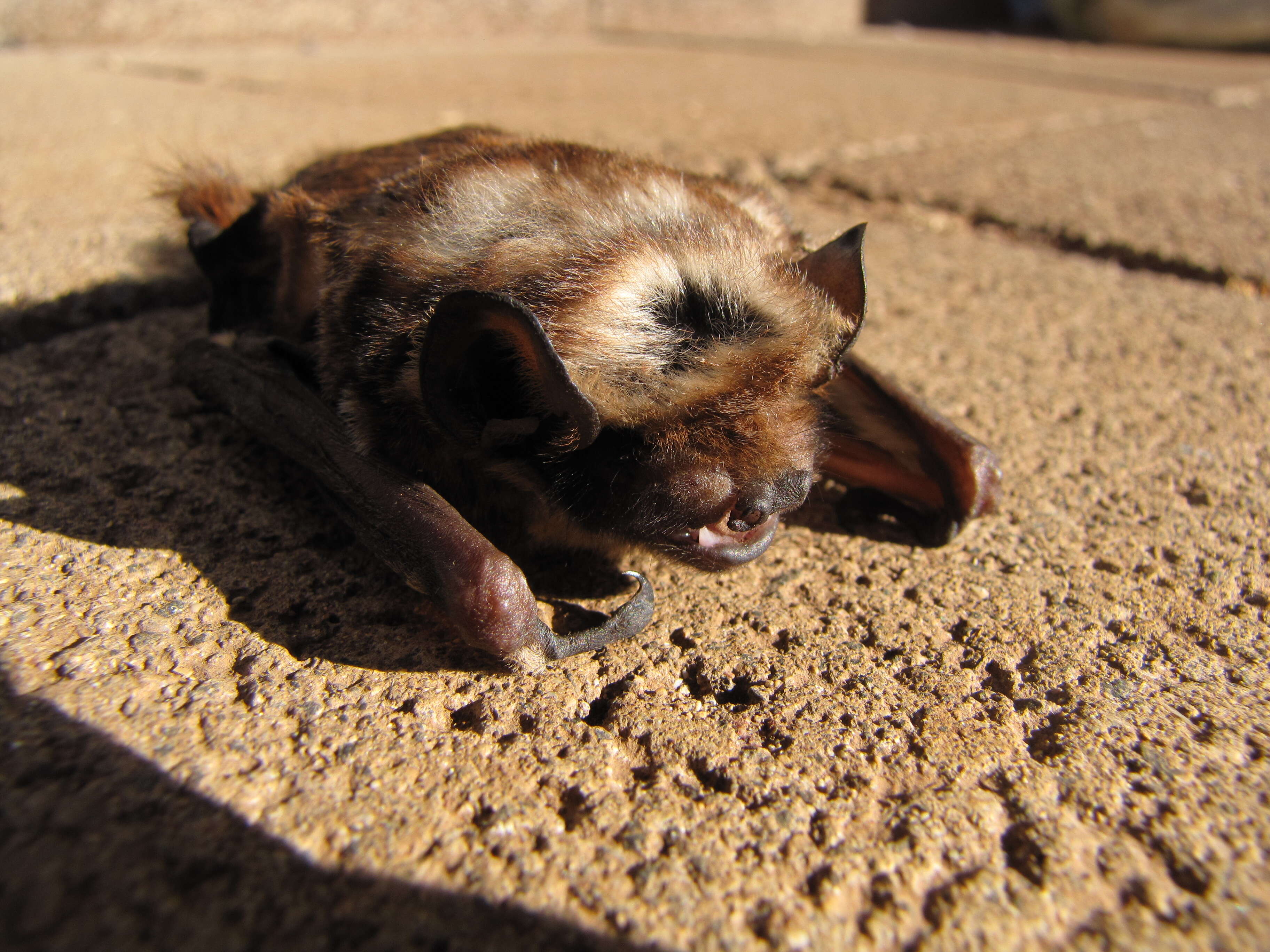 Image of Hawaiian Hoary Bat