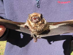 Image of Hawaiian Hoary Bat