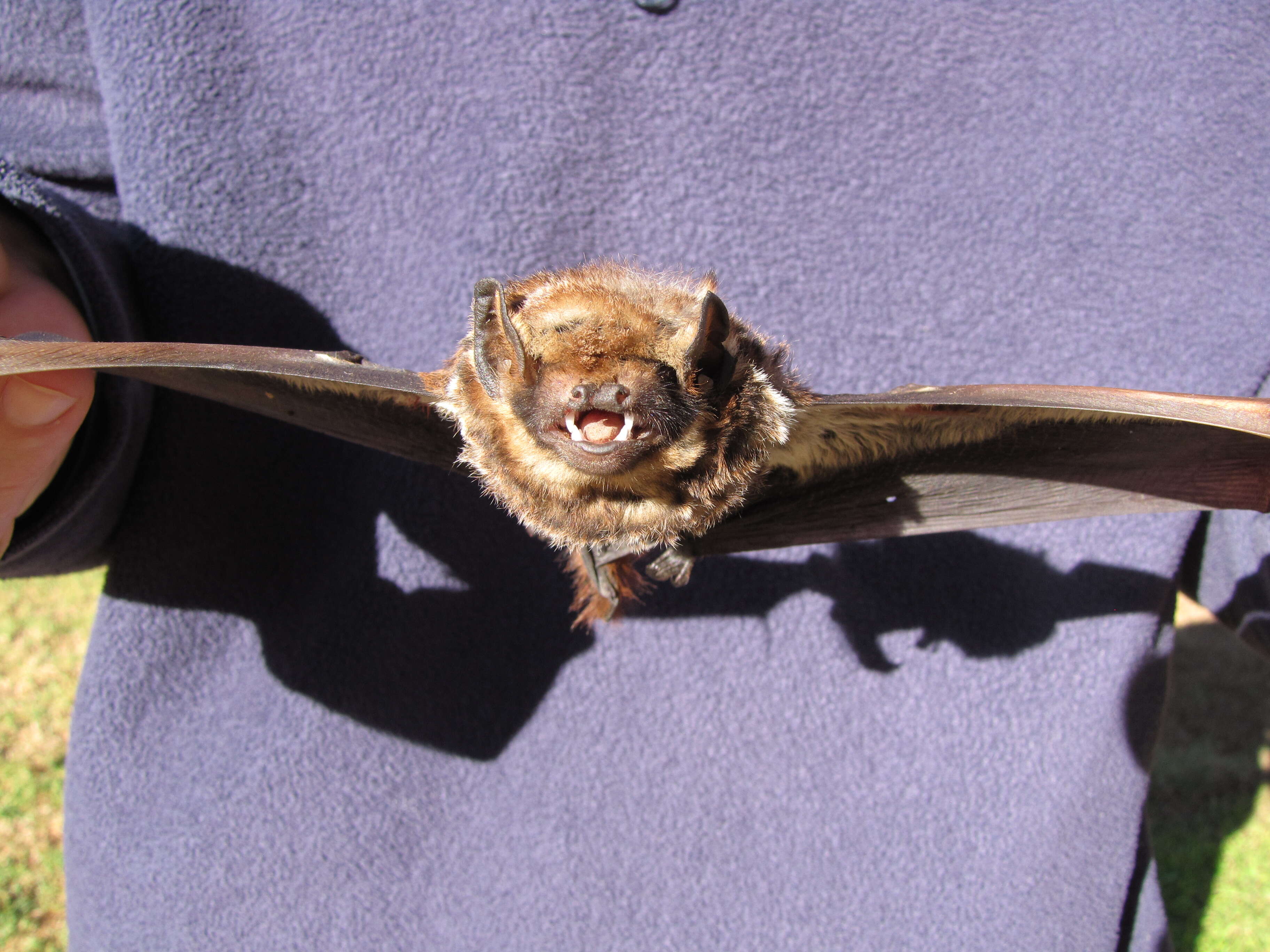 Image of Hawaiian Hoary Bat