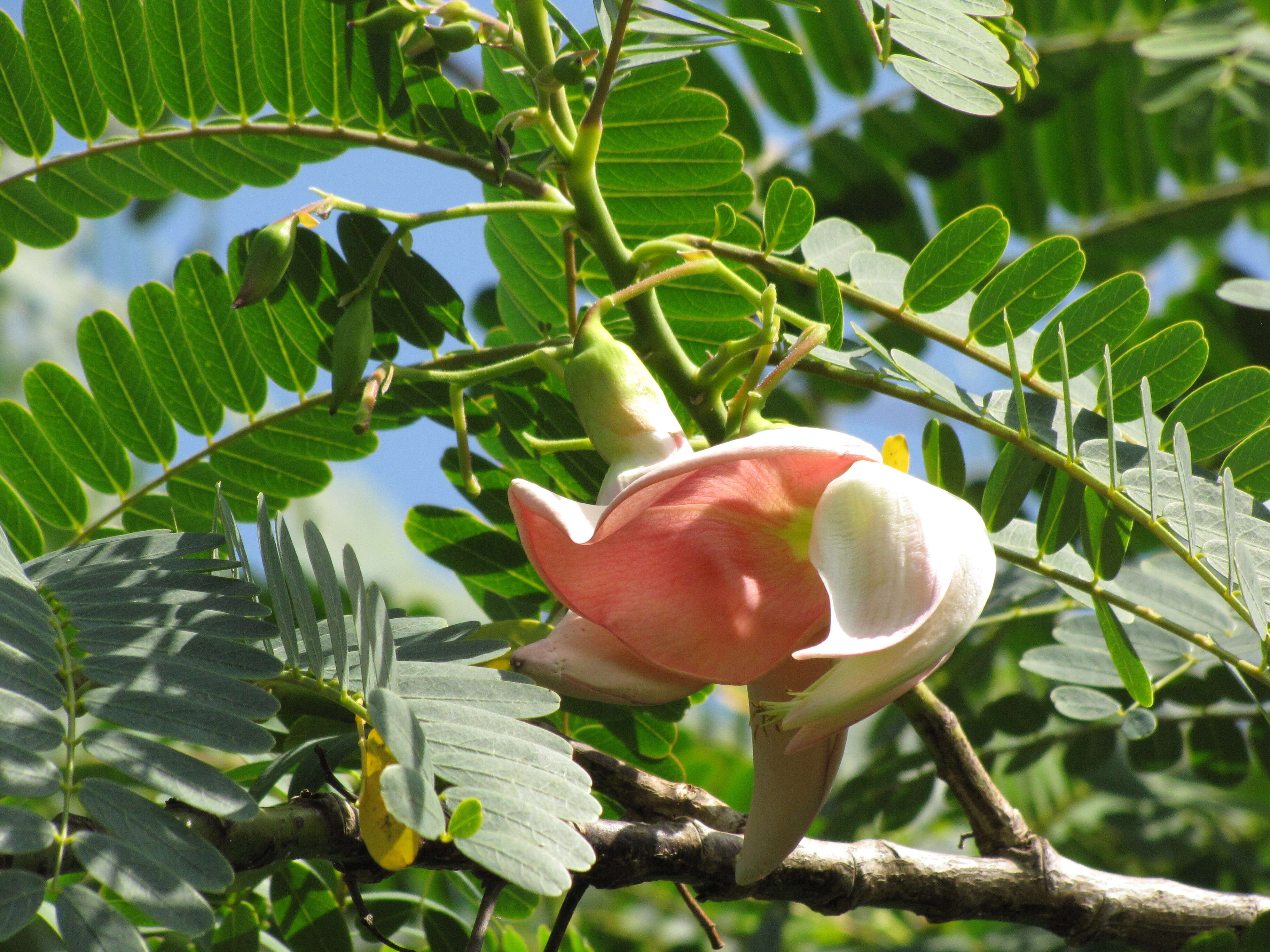 Слика од Sesbania grandiflora (L.) Pers.