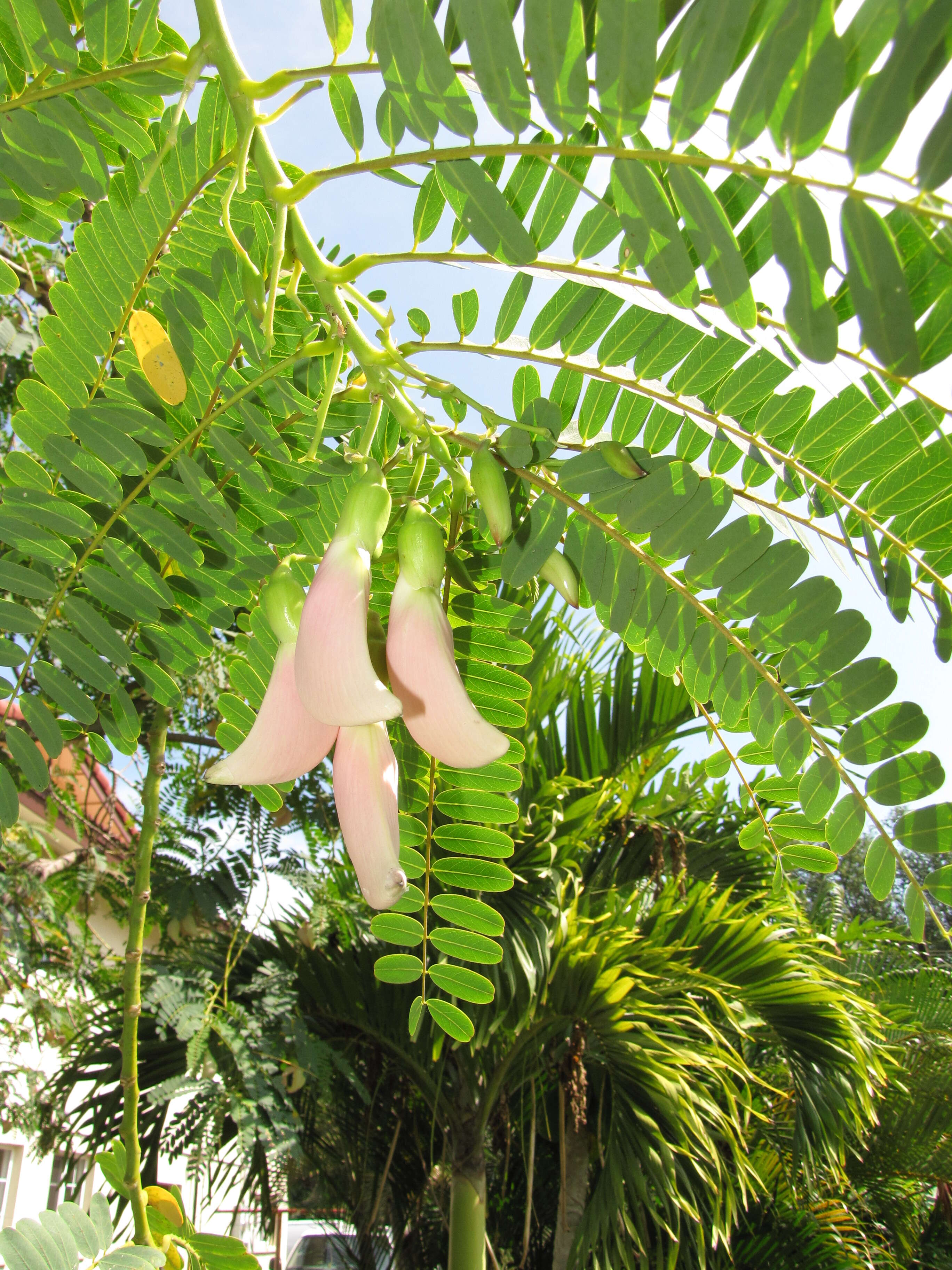 Image of vegetable hummingbird