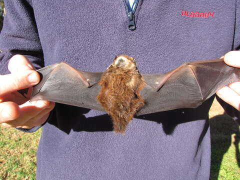 Image of Hawaiian Hoary Bat