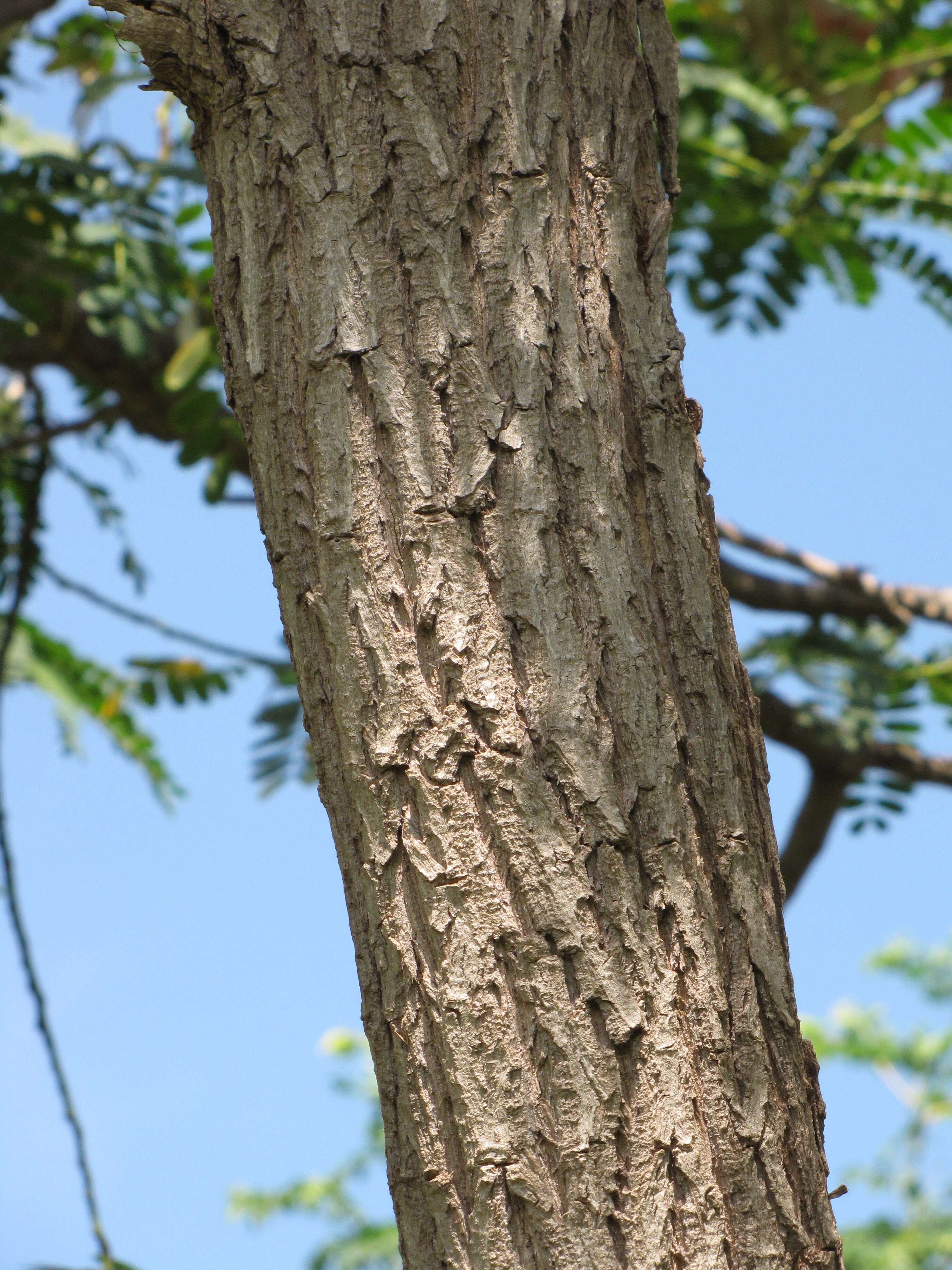 Слика од Sesbania grandiflora (L.) Pers.