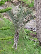 Image of Triangle palm