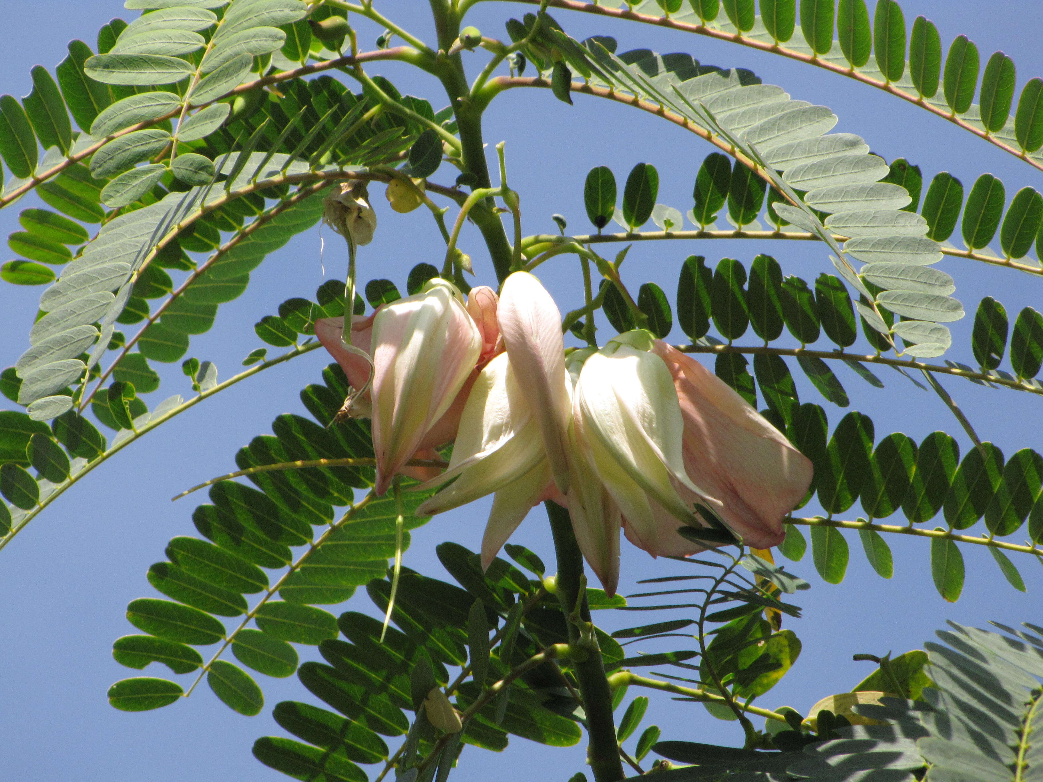 Слика од Sesbania grandiflora (L.) Pers.