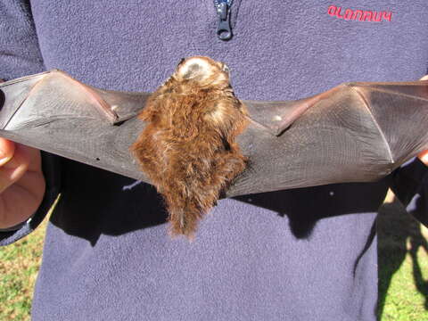 Image of Hawaiian Hoary Bat