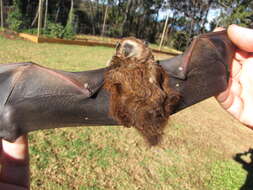 Image of Hawaiian Hoary Bat