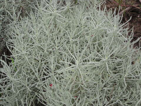 Image of lavender cotton