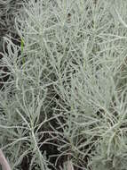 Image of lavender cotton