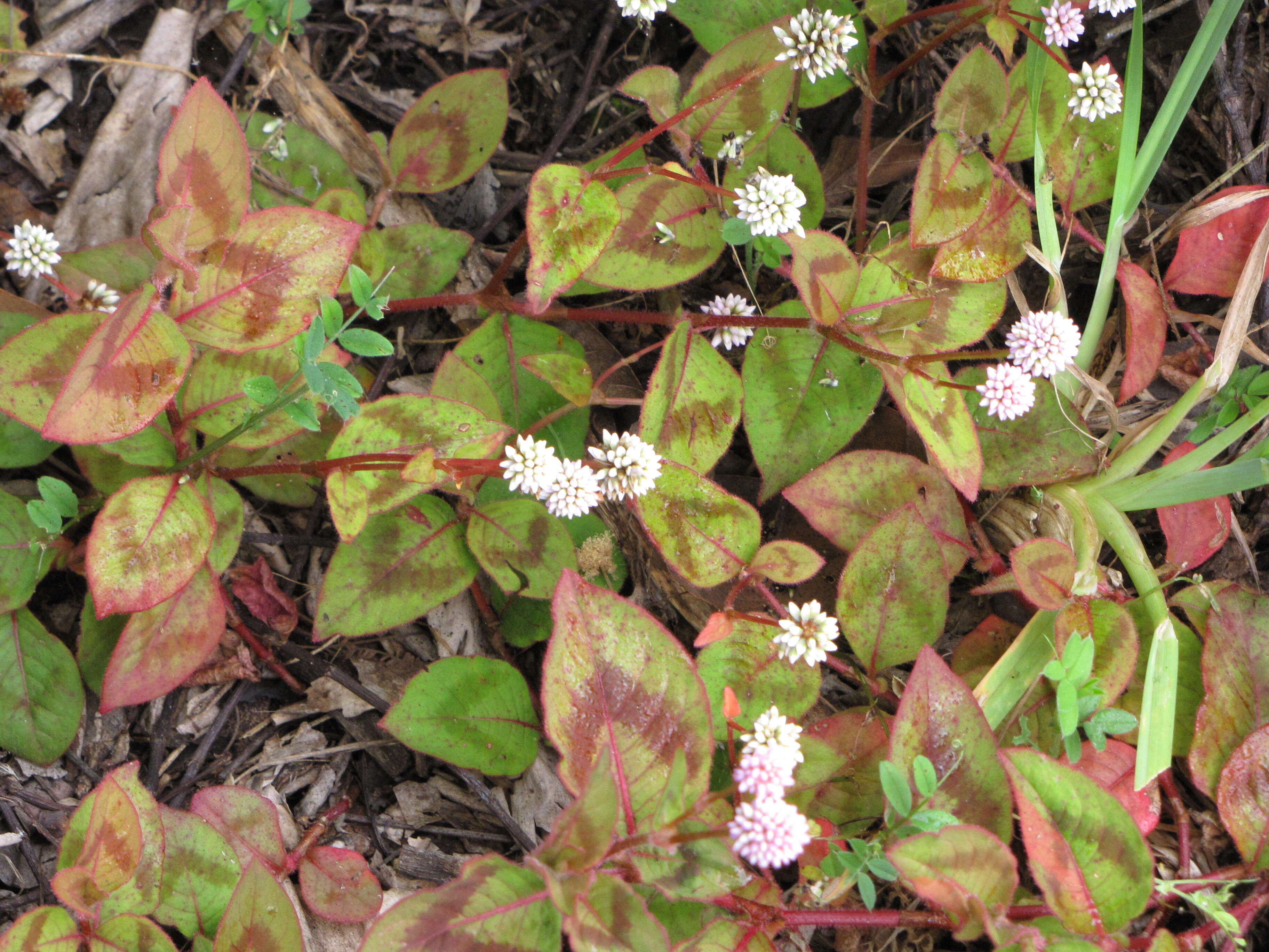 Imagem de Persicaria capitata (Buch.-Ham. ex D. Don) H. Gross