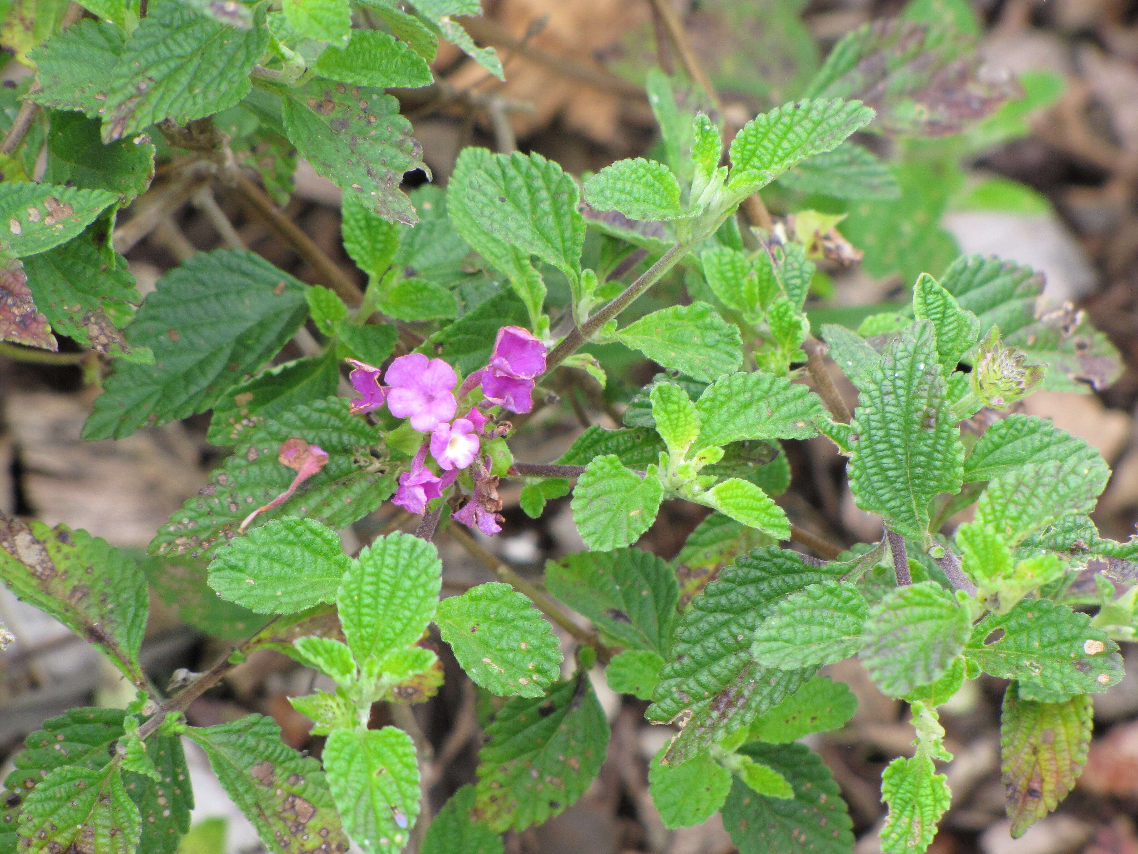 Image of trailing shrubverbena