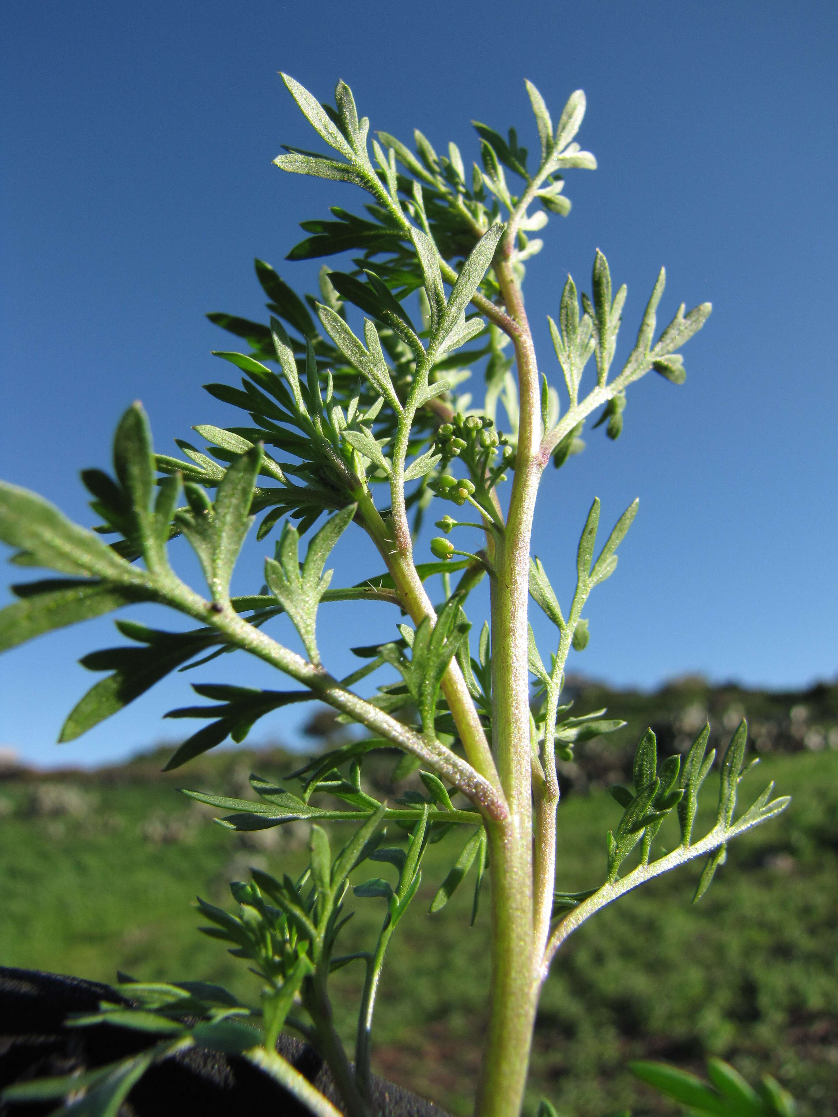 Image of Lesser swine-cress