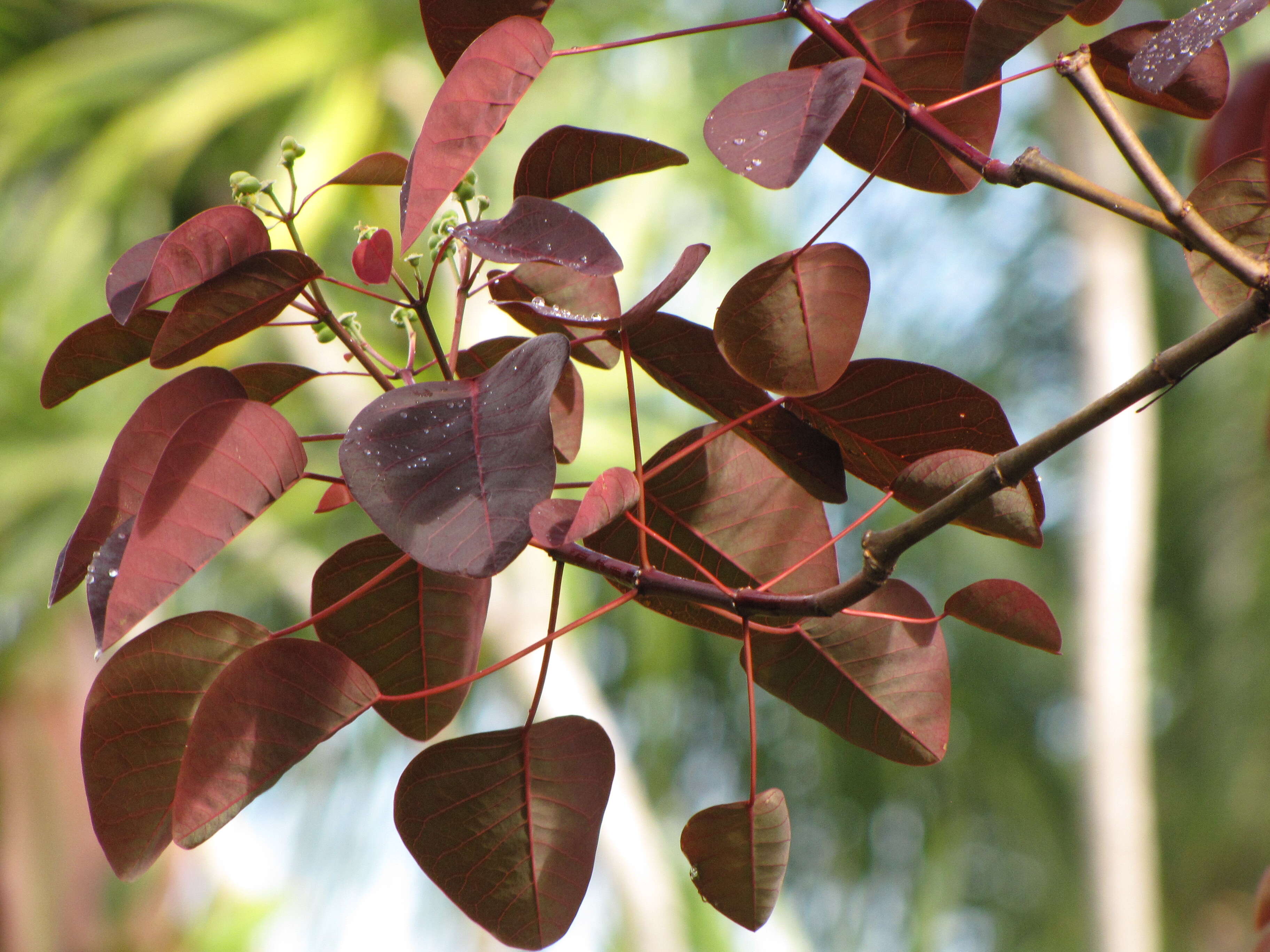 Image of Mexican shrubby spurge