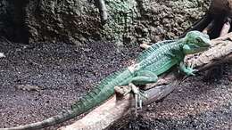 Image of Green Basilisk