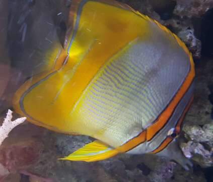 Image of Margined Coralfish