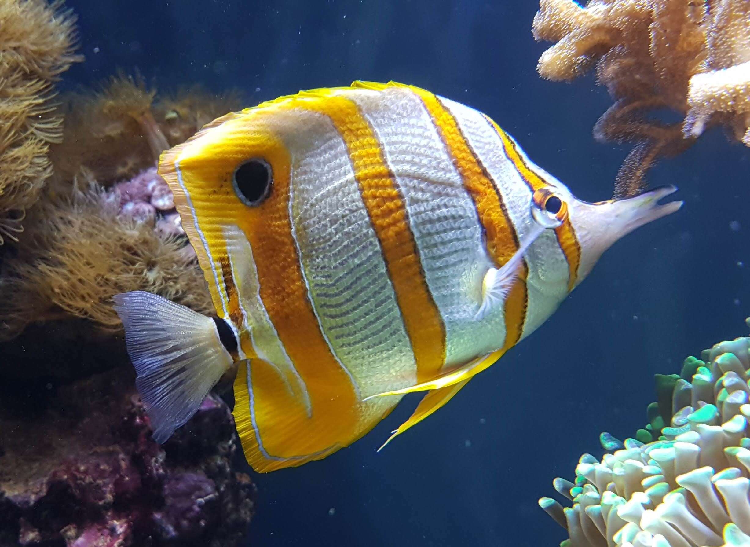 Image of Banded Longsnout Butterflyfish