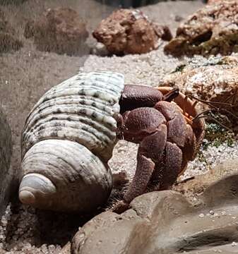 Image of Caribbean hermit crab