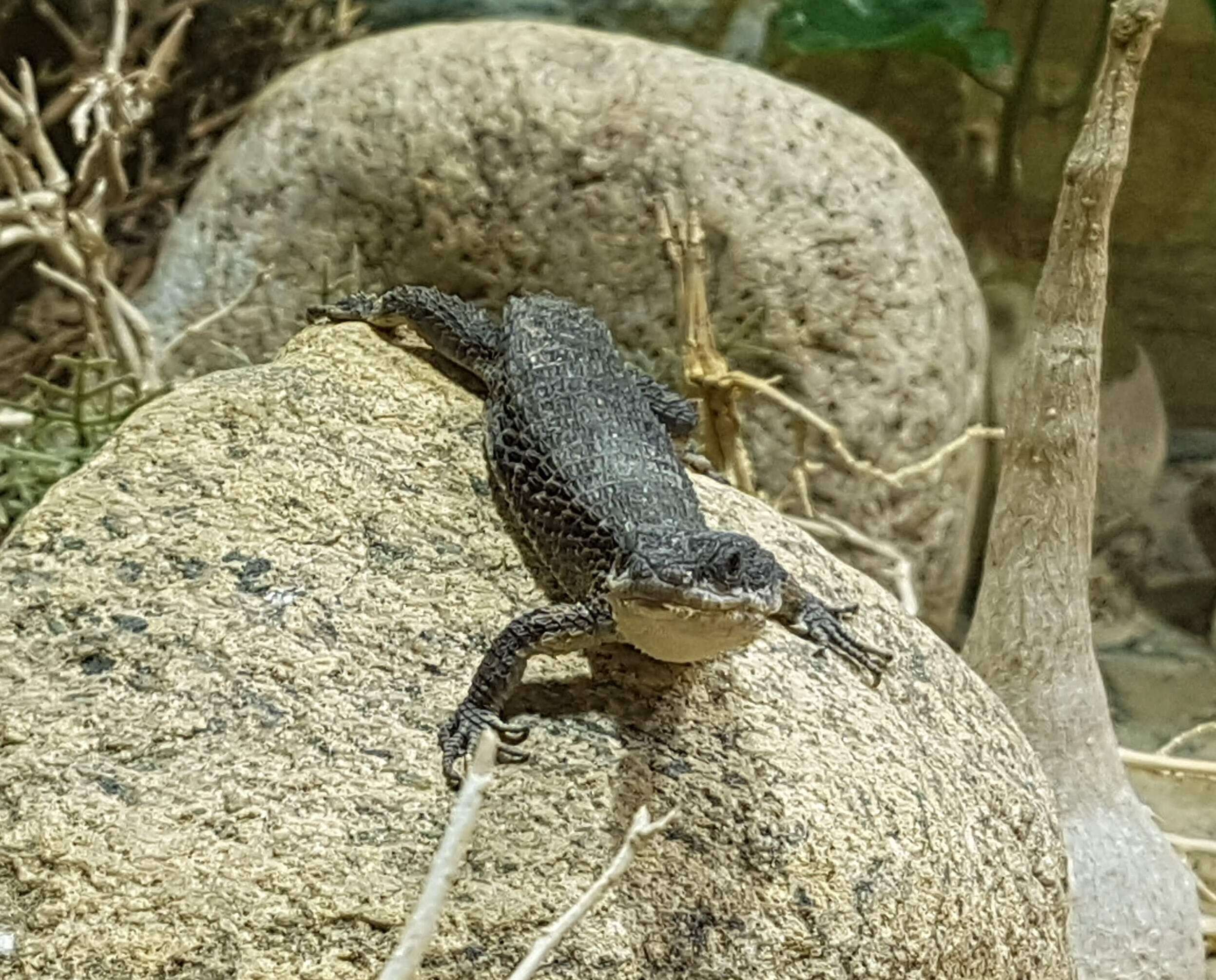Image of East African spiny-tailed lizard