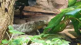 Image of Solomon Island skinks