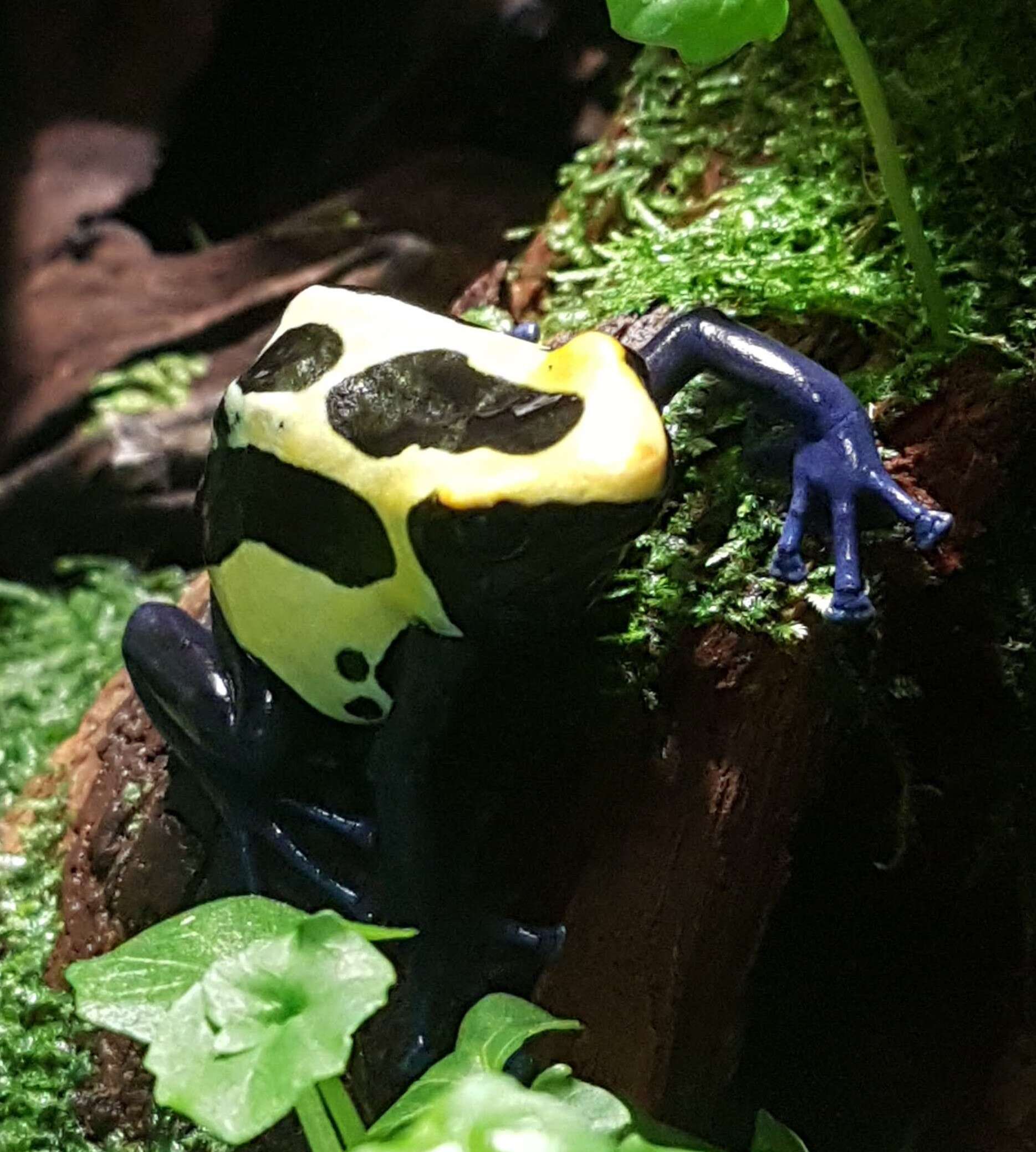 Image of Dyeing Poison Frog