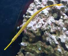 Image of Yellow banded pipefish