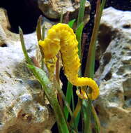 Image of Tiger Snout Seahorse