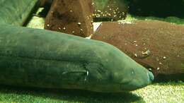 Image of South American lungfishes