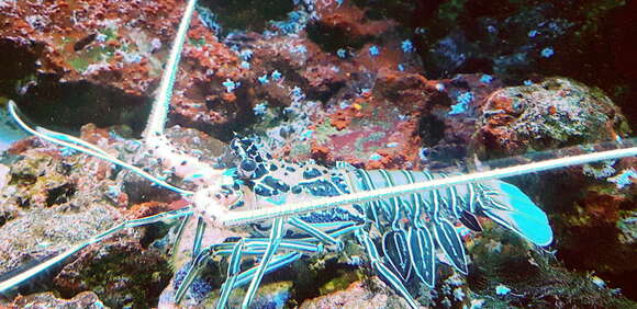 Image of Painted Spiny Lobster