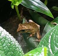 Image of Hong Kong Whipping Frog