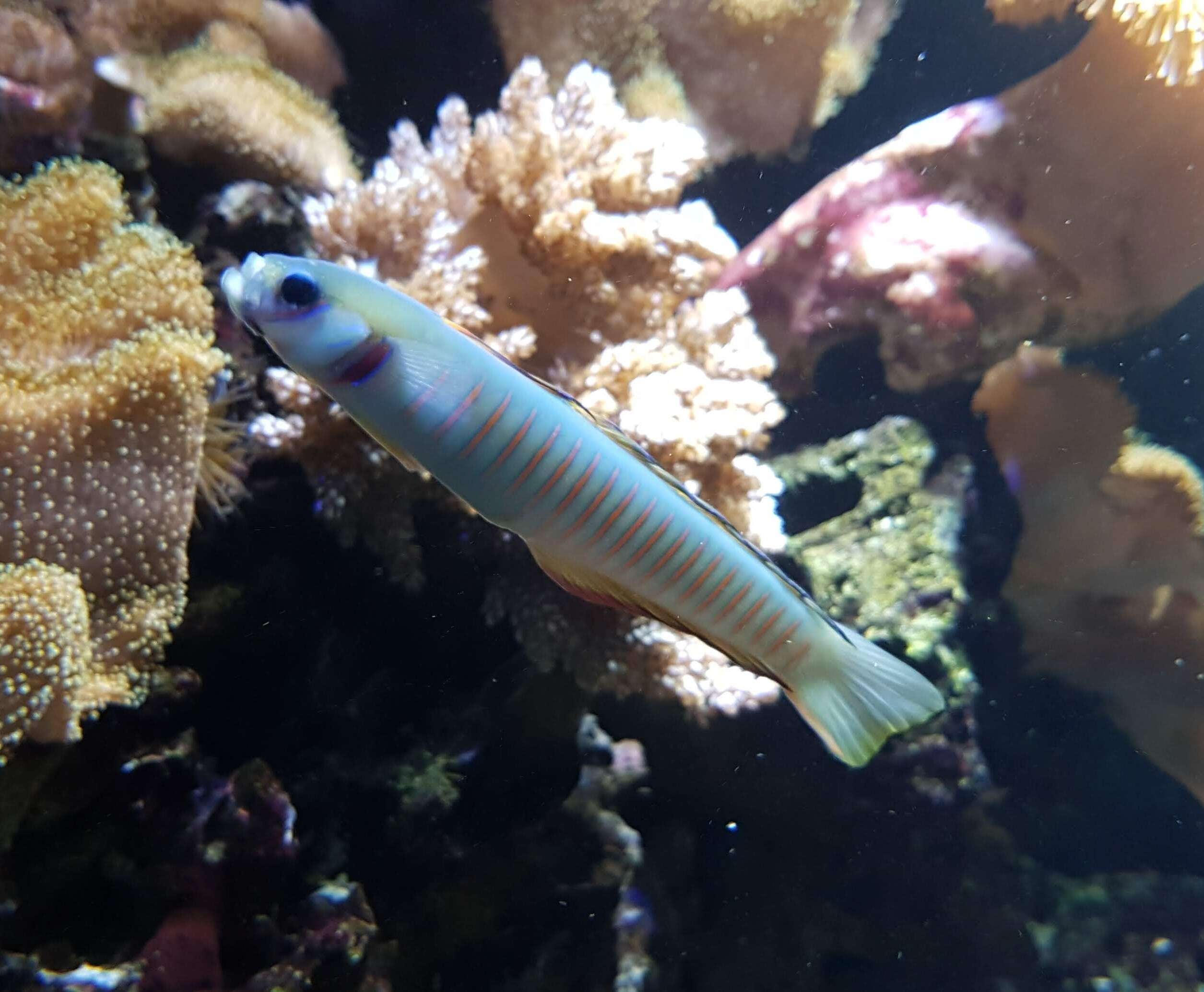 Image of Chinese zebra goby