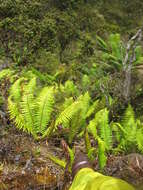 Image of alpine woodfern