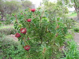 Imagem de Protea cynaroides (L.) L.