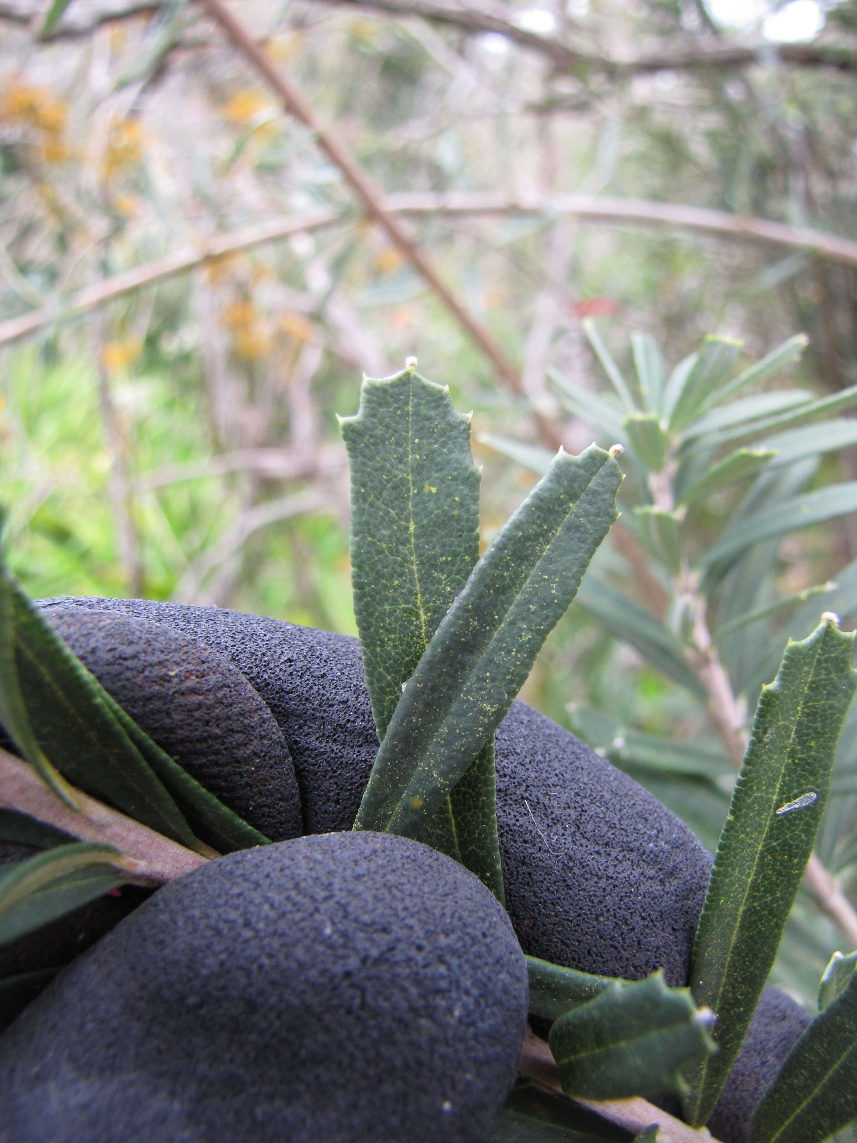 Imagem de Banksia integrifolia L. fil.