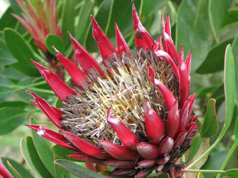 Imagem de Protea cynaroides (L.) L.