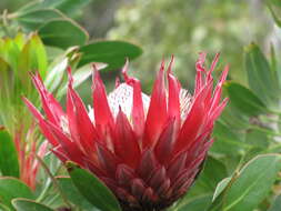 Imagem de Protea cynaroides (L.) L.