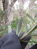 Imagem de Banksia integrifolia L. fil.