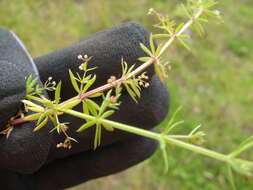 Image of Lamarck's bedstraw