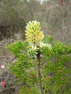 Image of Petrophile pulchella (Schrader & Wendl.) R. Br.